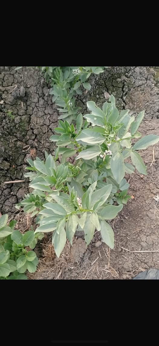 ماذا يحتاج فول بلدي عمر ٦٩ يوم ارض طينيه ري غمر آخر ريه من ٢٧ يوم اروي امتي؟